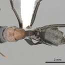 Image of Camponotus ephippium (Smith 1858)