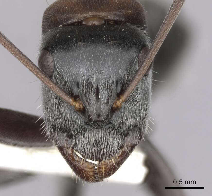 Image de Camponotus ephippium (Smith 1858)