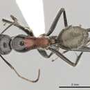 Image of Camponotus dromas Santschi 1919