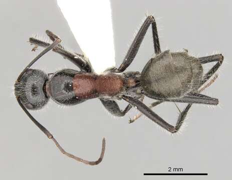 Image of Camponotus dromas Santschi 1919