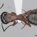 Image of Camponotus innexus Forel 1902