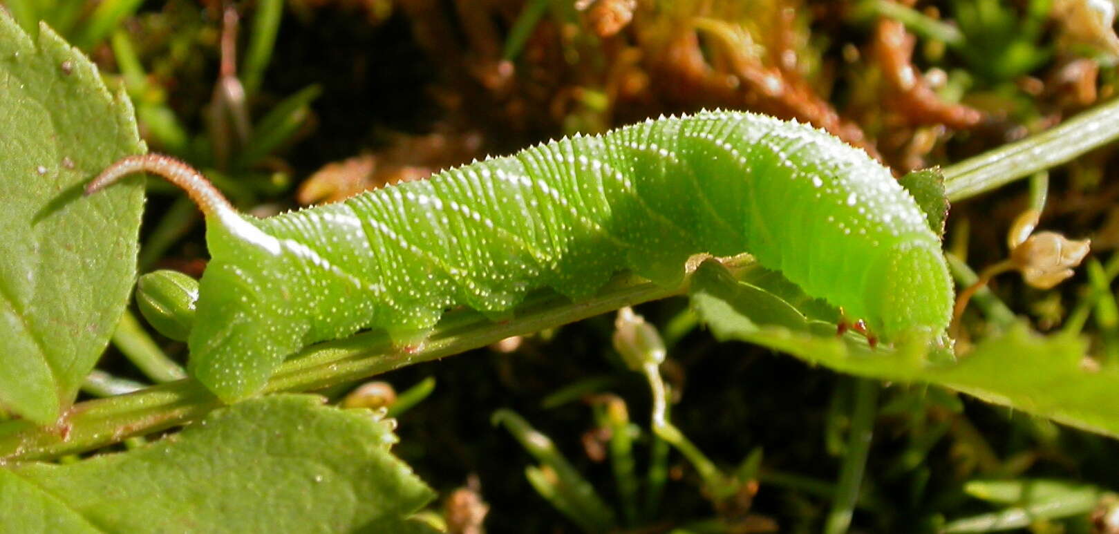 Image of privet hawk-moth