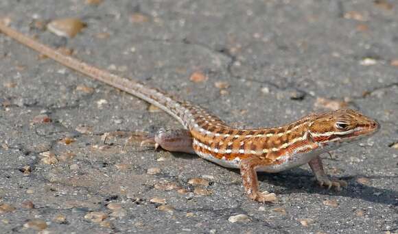 Image of Common Rough-scaled Lizard