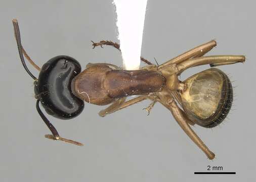 Plancia ëd Camponotus consobrinus (Erichson 1842)