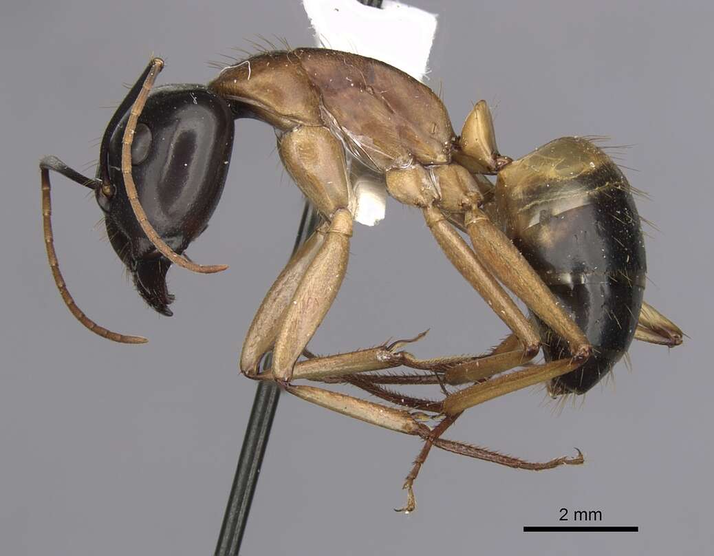 Plancia ëd Camponotus consobrinus (Erichson 1842)