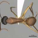 Image of <i>Camponotus eastwoodi</i> McArthur