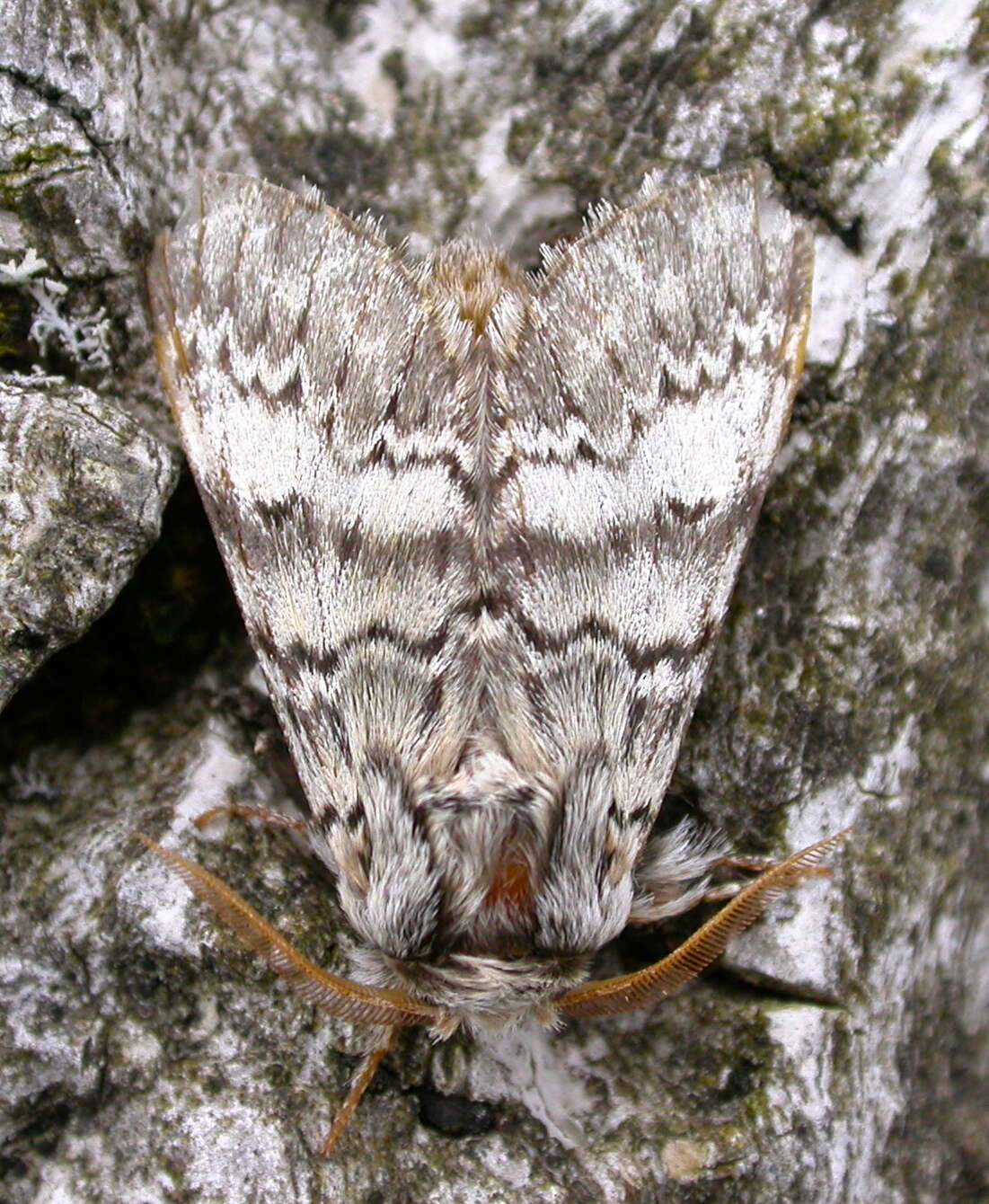 Image of Drymonia ruficornis Hüfnagel. 1766