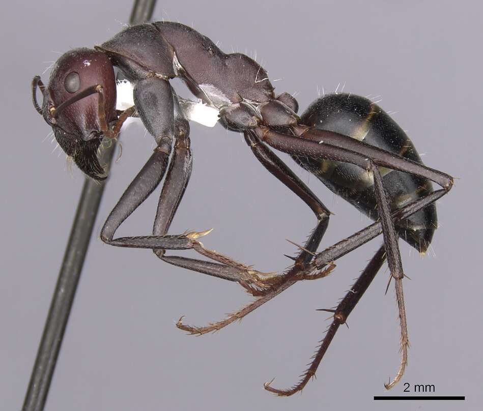 Image of Camponotus aurocinctus (Smith 1858)