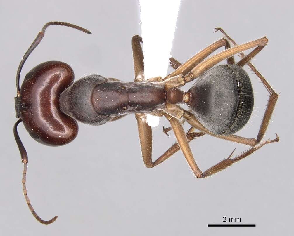 Image of Camponotus gouldianus Forel 1922