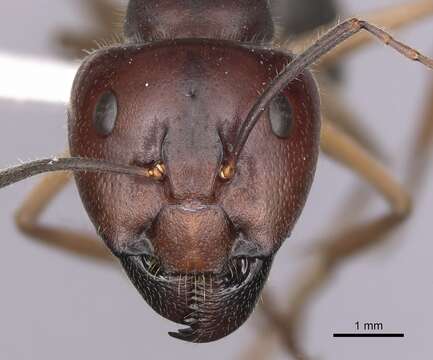 Image of Camponotus gouldianus Forel 1922