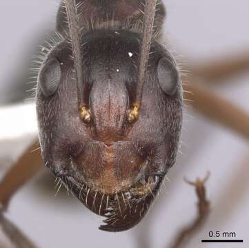 Image of Camponotus gouldianus Forel 1922