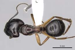 Image of Camponotus terebrans (Lowne 1865)