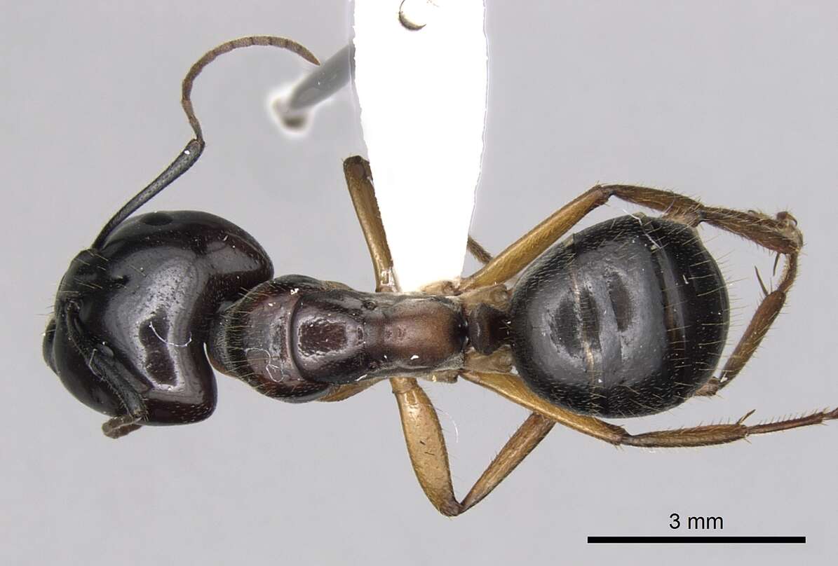 Plancia ëd Camponotus terebrans (Lowne 1865)