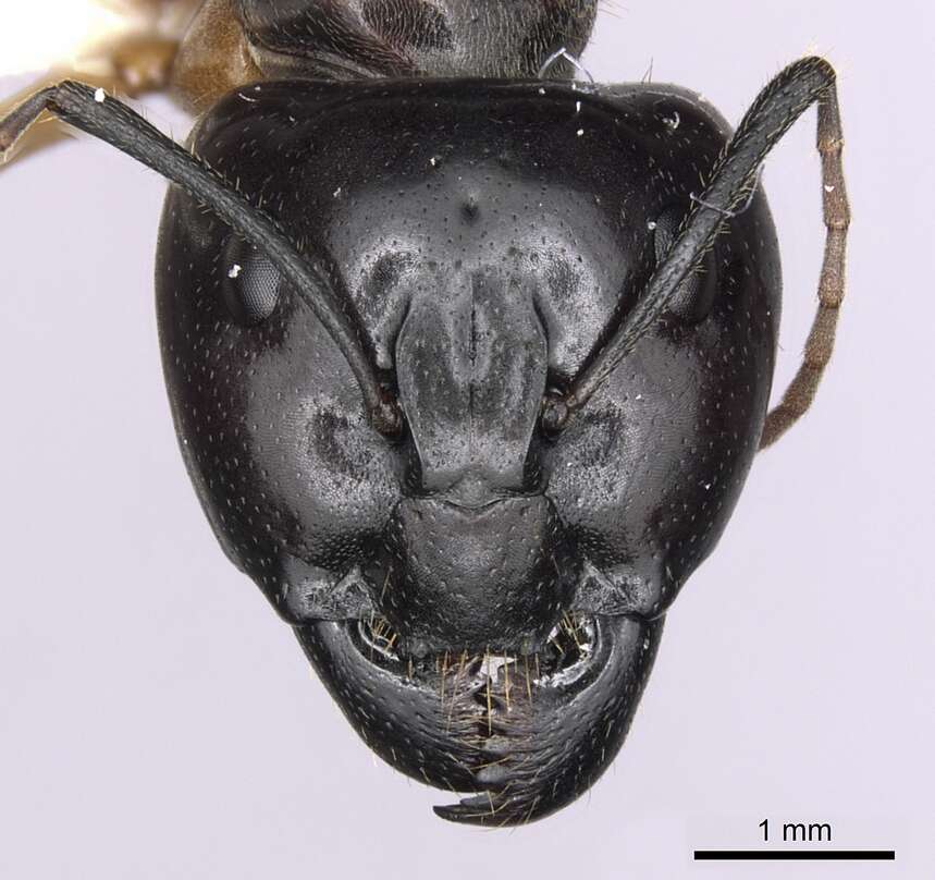 Plancia ëd Camponotus terebrans (Lowne 1865)