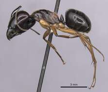 Image of Camponotus terebrans (Lowne 1865)