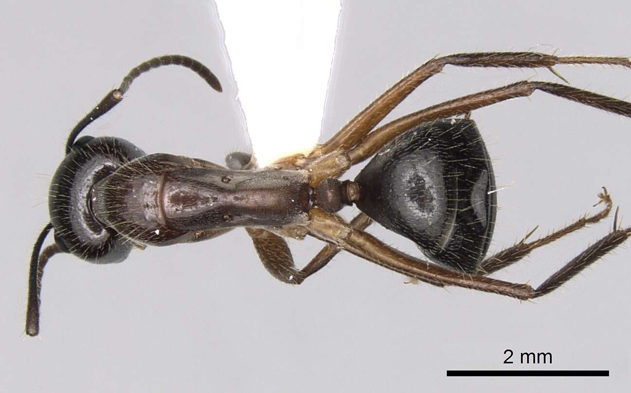 Plancia ëd Camponotus terebrans (Lowne 1865)