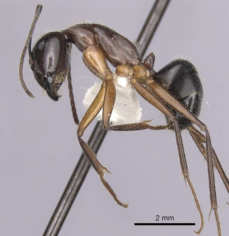 Image of Camponotus terebrans (Lowne 1865)