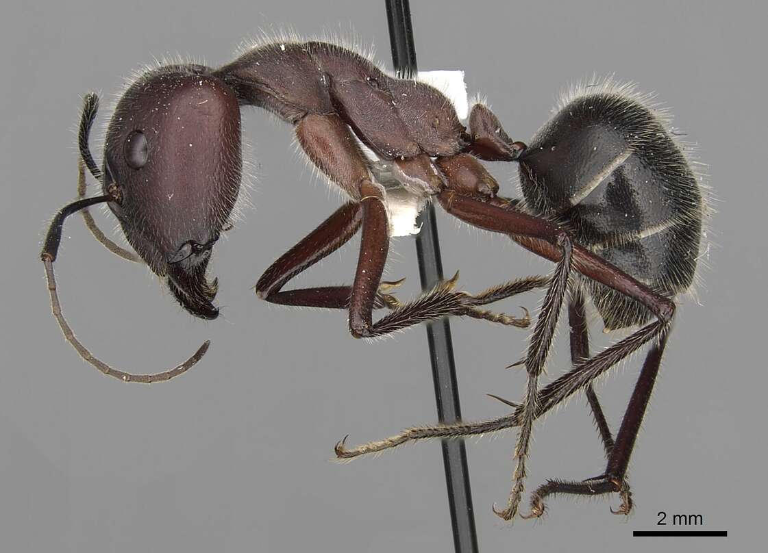 Image of Camponotus intrepidus (Kirby 1819)