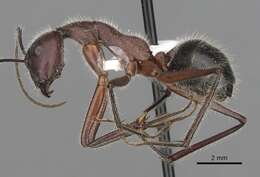 Image of Camponotus intrepidus (Kirby 1819)