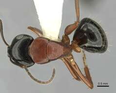 صورة Camponotus armstrongi McAreavey 1949