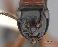 صورة Camponotus armstrongi McAreavey 1949