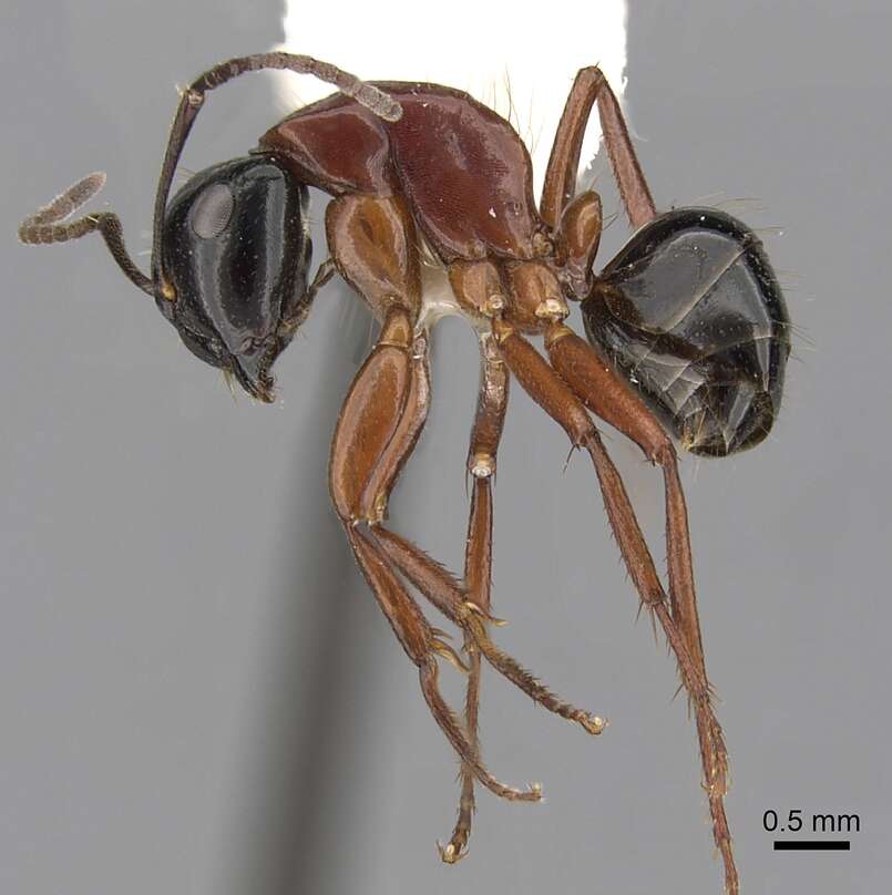 صورة Camponotus armstrongi McAreavey 1949