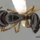 Image of Camponotus lownei Forel 1895