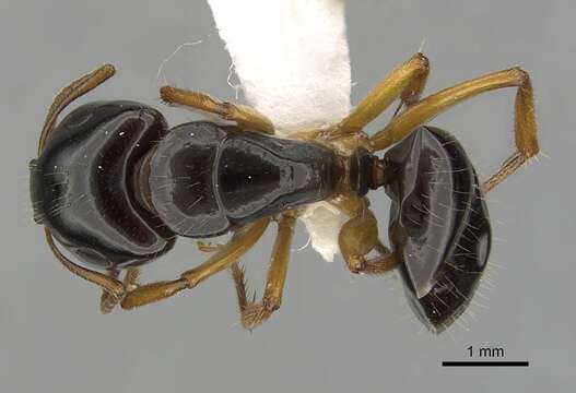 صورة Camponotus lownei Forel 1895