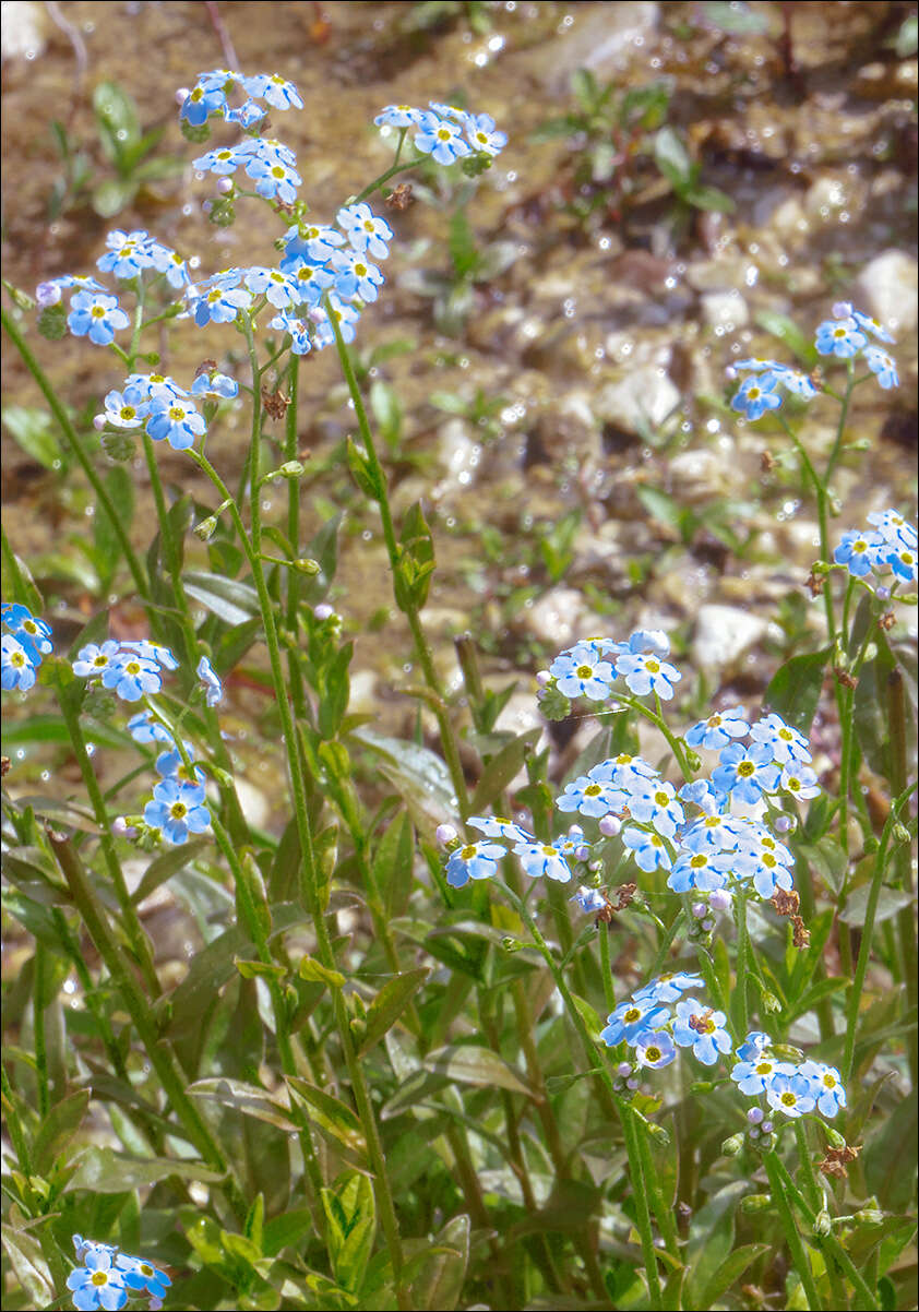 Image of true forget-me-not