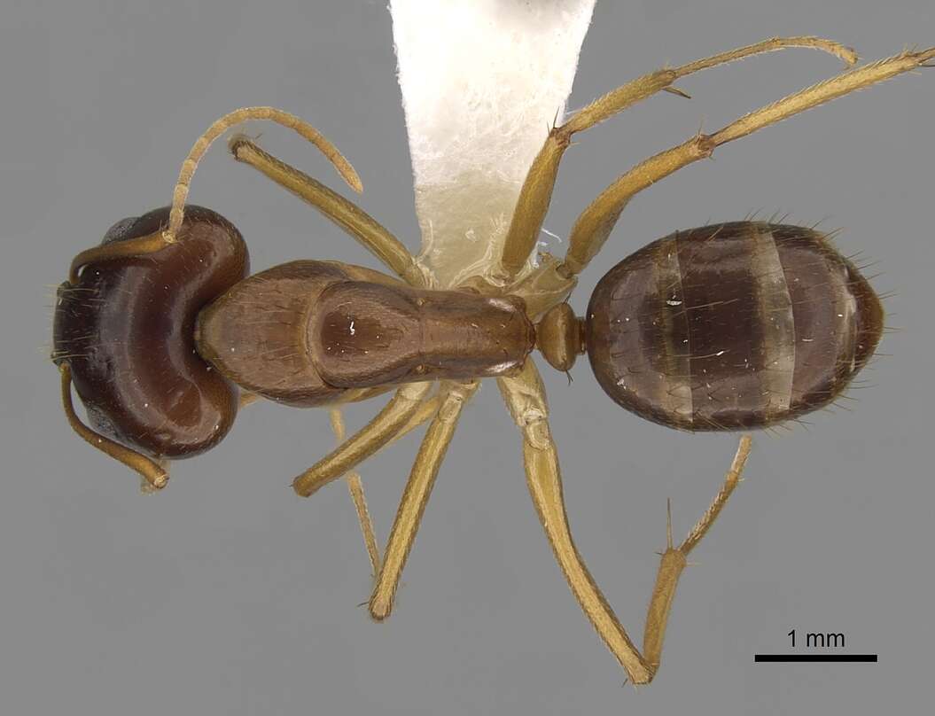 صورة Camponotus novaehollandiae Mayr 1870