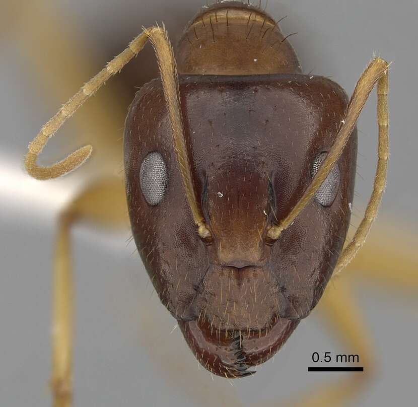 صورة Camponotus novaehollandiae Mayr 1870