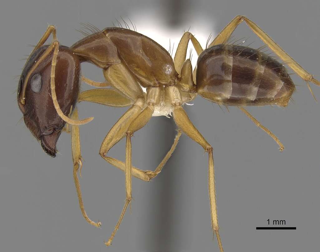 صورة Camponotus novaehollandiae Mayr 1870