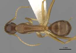 صورة Camponotus novaehollandiae Mayr 1870