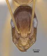 صورة Camponotus novaehollandiae Mayr 1870