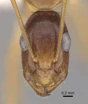 صورة Camponotus novaehollandiae Mayr 1870