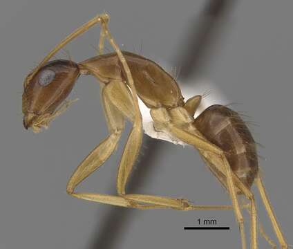 صورة Camponotus novaehollandiae Mayr 1870