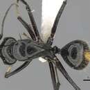 Image of Camponotus aureopilus Viehmeyer 1914