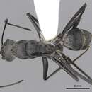 Image of Camponotus hoplites Emery 1914