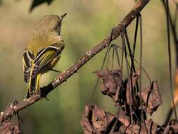 Regulidae resmi