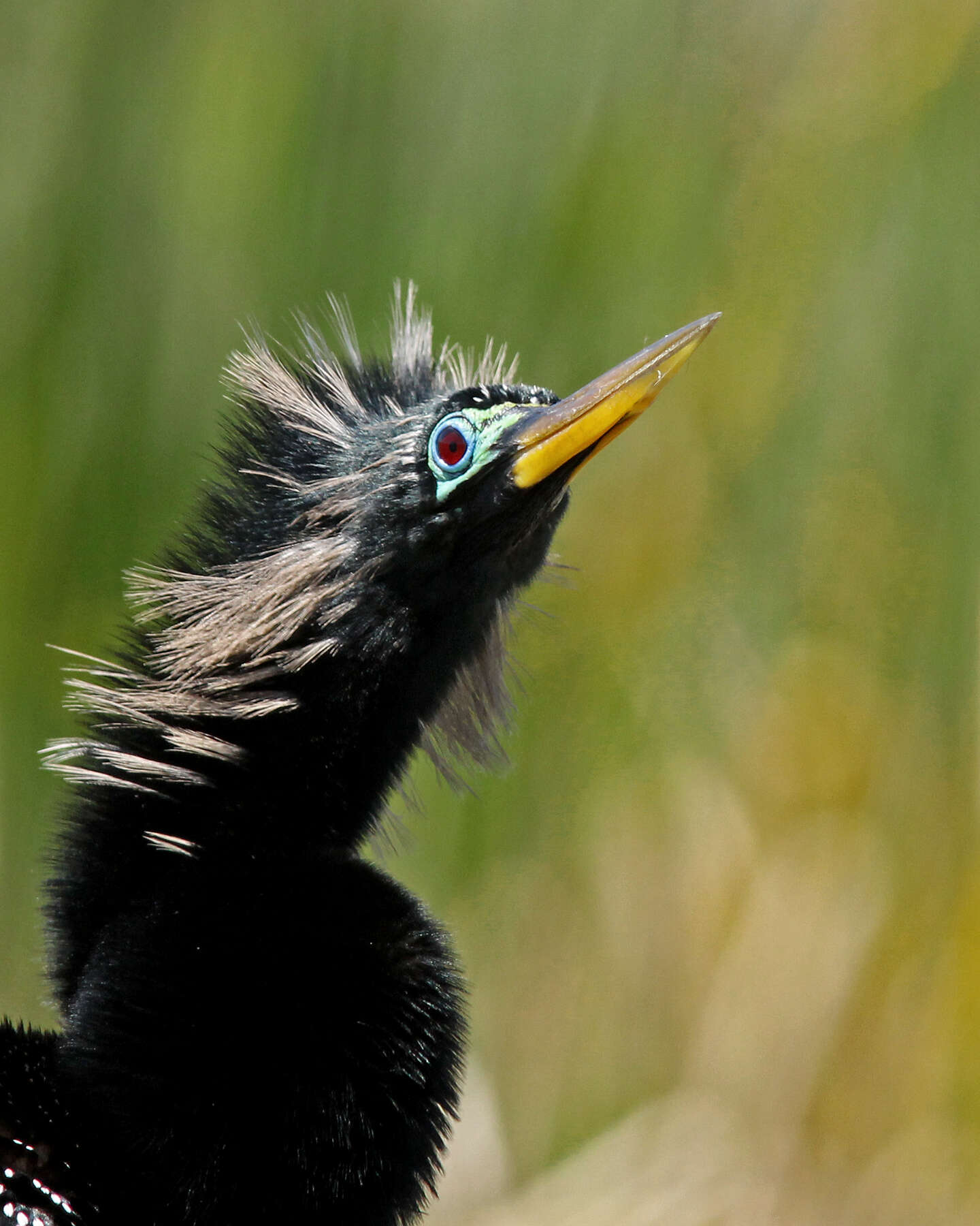 Image de Anhinga d'Amérique