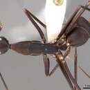 Image of Camponotus angusticollis (Jerdon 1851)