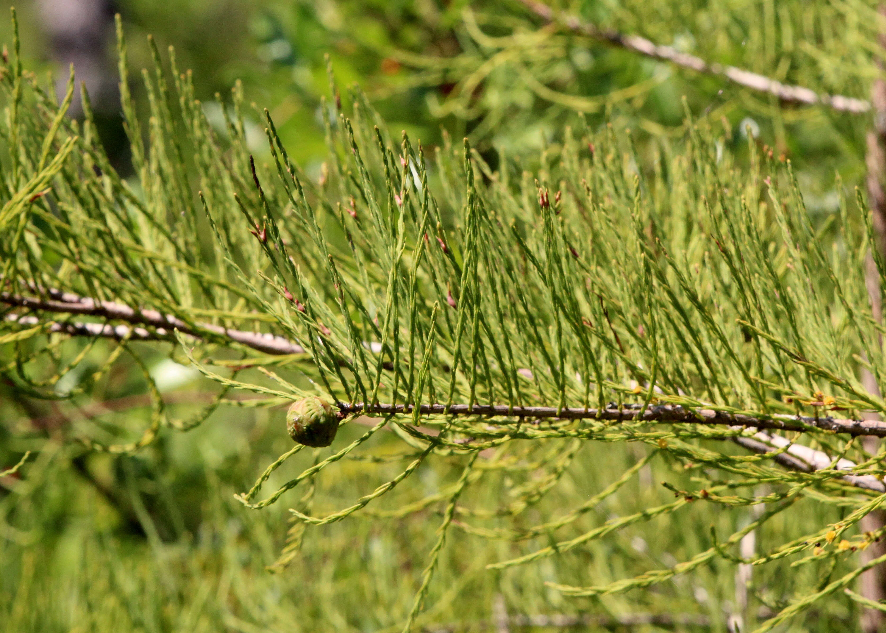 Imagem de Taxodium distichum var. imbricarium (Nutt.) Sarg.