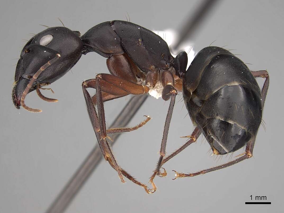 Image of Camponotus compressus (Fabricius 1787)