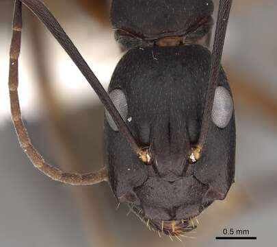 Image of Common Godzilla Ant