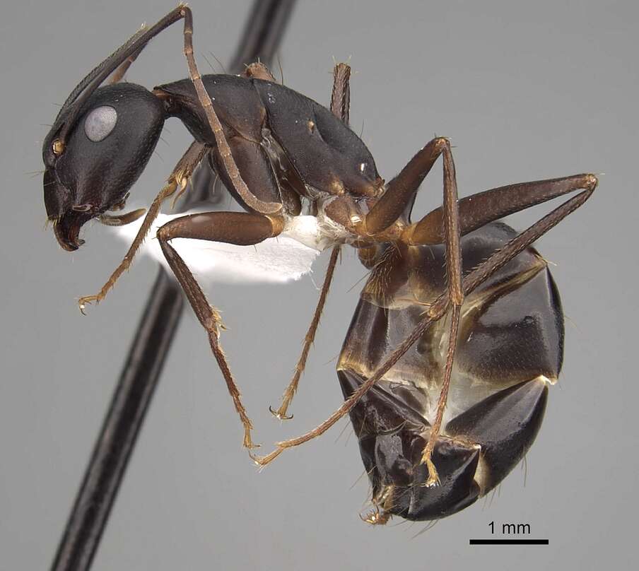 Image of Camponotus compressus (Fabricius 1787)