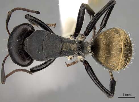 Image of Camponotus sericeus (Fabricius 1798)