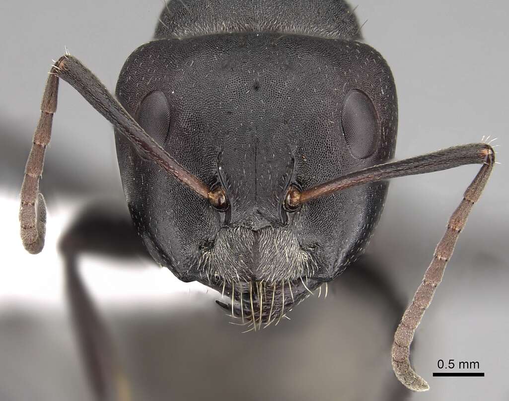 Image of Camponotus sericeus (Fabricius 1798)