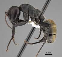 Image of Camponotus sericeus (Fabricius 1798)