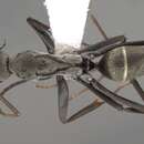 Image de Camponotus parius Emery 1889