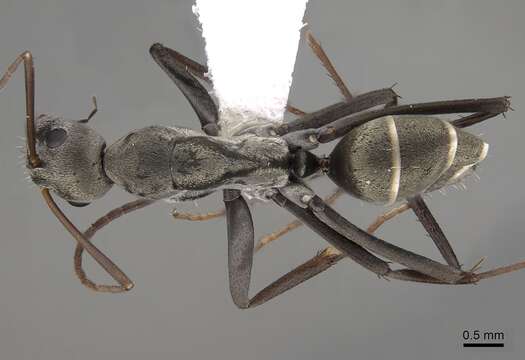 Plancia ëd Camponotus parius Emery 1889